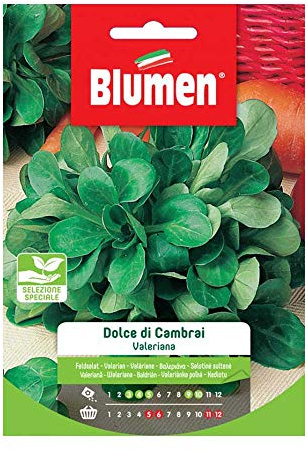 BLUMEN SEMENTI, VALERIANA DOLCE DI CAMBRAI, selezione speciale