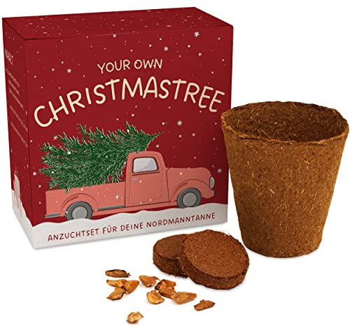 Weihnachtsbaum Anzuchtset als Adventskalender Füllung - Mini Geschenk als Idee für den Adventskalender für Frauen und Männer - Nordmann-Tanne zum selber Pflanzen