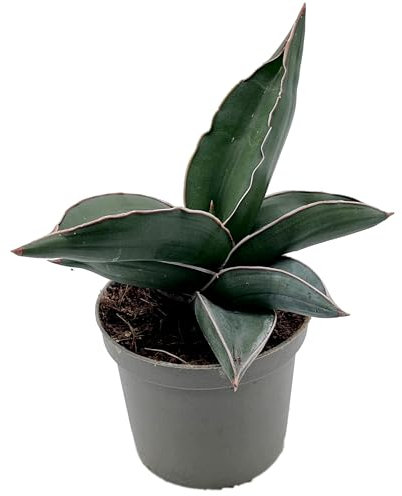 Fangblatt - Sansevieria ehrenbergii 'Samurai' – kompakte Zwerg-Schwertpflanze - pflegeleichter Bogenhanf/Sanseverie - robuste Zimmerpflanze