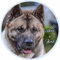 Petsigns Autocollant - Akita Americain- imperméabiliser - Qualité supérieure - Sticker, 20 cm
