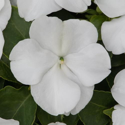 Perfect Plants - Busy Lizzie Plants White - 6 Pack Bedding Plants - Garden Ready Plants Impatiens