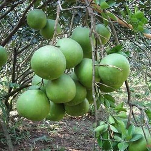 40 Stück rote Pomelo, Zitrusfrüchte, Grapefruit, Shaddock, süßer Obstbaum, Gartenpflanzensamen, Gartensamen zum Pflanzen Rote Pomelo-Samen