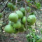 40 Stück rote Pomelo, Zitrusfrüchte, Grapefruit, Shaddock, süßer Obstbaum, Gartenpflanzensamen, Gartensamen zum Pflanzen Rote Pomelo-Samen