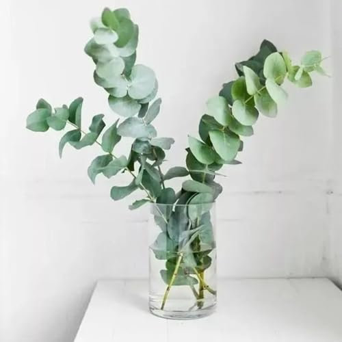 100 pcs eukalyptus samen saatgut eucalyptus gunnii deko garten garten pflanzen baum blumensamen balkon stauden winterhart mehrjährig zimmerpflanzen samen bio saatgut eukalyptus baum