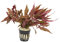 Lincolnshire Pond Plants Ltd Live Plants Tropical Aquatic Plants - Potted - Ceramic - Loose - Kits (Potted, Althernathera Reineckii)