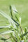 Panicum virgatum 'Squaw' C5 - Rutenhirse, Winterhart & Pflegeleicht, Ziergras für Garten & Balkon, Rotbraune Herbstfärbung