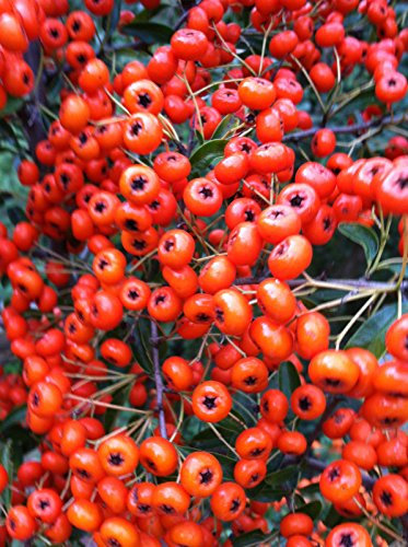 25 Semi freschi di Arancio Pyracantha Bella Arancione bacche in Autunno
