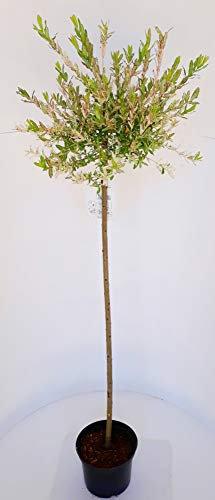 Harlekinweide, Salix integra Hakuro Nishiki (Höhe: 170-180 cm)