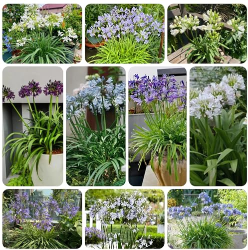 semillas de agapanthus - lirio africano - variedades antiguas, resistentes al exterior, raras, decoración de salón, silvestres, 200pcs