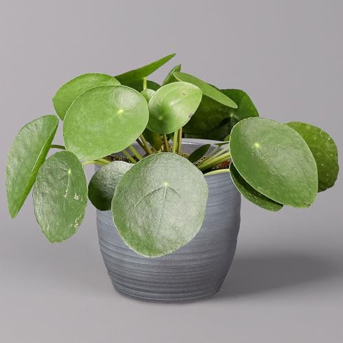 Pilea peperomioides in Keramiktopf Bergamo grau, Topf-Ø 12 cm, Höhe ca. 20 cm