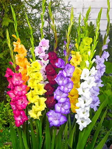 Gladiolus - Mixed Flower Bulbs for Spring Planting X20 Bulbs