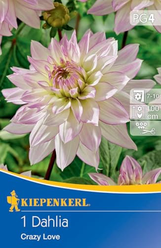 Kiepenkerl Dekorative Dahlie Crazy Love - Mehrjährige Blumenzwiebeln, Großblumige Dahlienknollen für Garten & Beet, Pflanzenversand