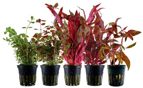 AquaOne Alternanthera reineckii Rotala Lot de 5 plantes d'aquarium colorées en pot coloré