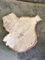 Baumscheibe, Holzscheibe,ca.45x3 cm, basteln, Holz, Kastanie