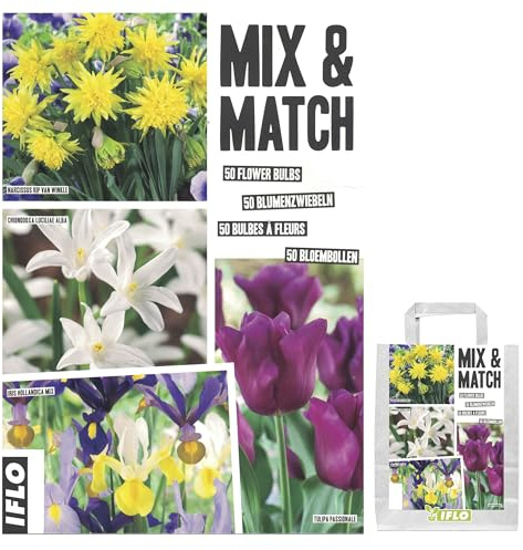 Blumenzwiebeln in Geschenkverpackung - Zwiebeln, Knollen verschiedener winterharter Pflanzen für Garten und Balkon - bunt, mehrjährig, für Topf und Beet (Mix & Match Gelb -Violett 50St.)