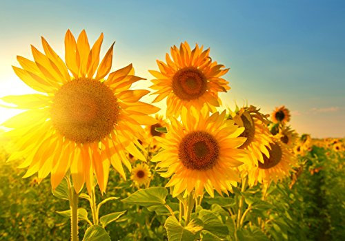 LYSCO XXL Poster 100 x 70cm (S-841) Sonnenblumen im strahlenden Sonnenschein und blauem Himmel (Lieferung gerollt!)