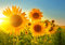 LYSCO XXL Poster 100 x 70cm (S-841) Sonnenblumen im strahlenden Sonnenschein und blauem Himmel (Lieferung gerollt!)