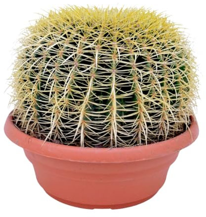 Plant in a Box - Echinocactus grusonii - Cactus à tonne dorée - Cactus boule - Pot 25cm - Hauteur 25–35cm