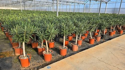 Sunny Tree - Pflanze - Oleander auf Stamm - Nerium Oleander - Höhe 110-120 cm - Farbe Rot - Pflanze für draußen - Immergrün im Winter - Mediterrane Pflanze