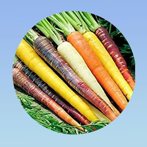graines de carotte arc en ciel - 300 graines carotte multicolore - violet orange blanche jaune - carrot Rainbow