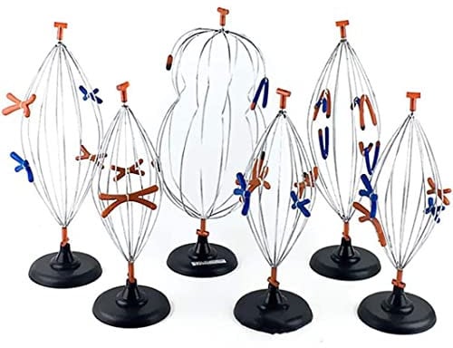 Medical Science Anatomy Cell Meiosis Model 9Pcs Animal Plant Cell Mitosis Model for Biology Teaching Aid Equipment Teaching Equipment Anatomy Teaching Model