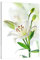 Klebefieber Glasbild Weisse Lilie B x H: 60cm x 80cm