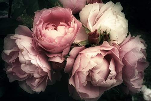 Papier Peint Photo INTISSÉ-FLEURS-450x280 cm-(2657AE)-Fleur de Jardin d'Orchidée Roses Design Abstraite Vintage Colle Inclus Mural Décor Motif Poster Géant Stickers Muraux Optique Moderne Fond Effet