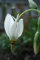 25+Samen/Packung Dodecatheon Meadia White Midland Shooting Star Blumensamen Schatten Staude