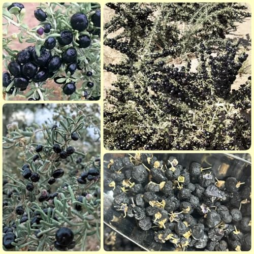 Schwarz Goji Beeren, strauch Wolfsbeere, Lycium ruthenicum, goji beeren strauch zimmerpflanzen garten geschenk pflanzensamen 400Samen