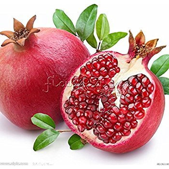 15 Seeds - Granatapfel-Baum-Samen (Punica granatum)