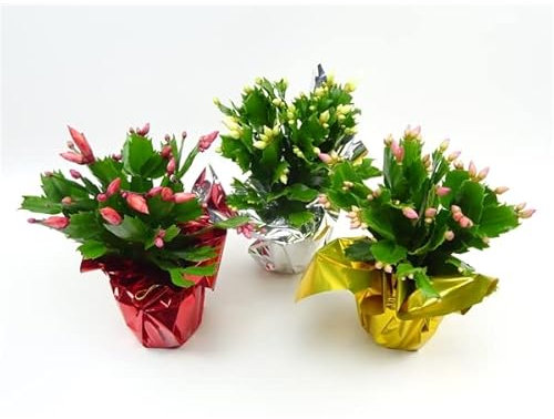 3 x Mix Colour Christmas Cactus Plants, Schlumbergera in 9cm pots