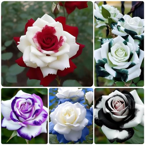 250 pcs rosensamen zum einpflanzen, rosen samen, blumen für balkon, seeds kletterrosen winterhart balkonblumen, nachhaltige geschenke für frauen zimmerpflanzen samen, pflanzen garten