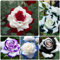 250 pcs rosensamen zum einpflanzen, rosen samen, blumen für balkon, seeds kletterrosen winterhart balkonblumen, nachhaltige geschenke für frauen zimmerpflanzen samen, pflanzen garten