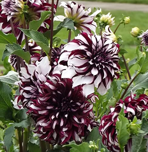 SPARANGEBOT : Dahlienknolle : Dahlia - Riesenschmuckdahlie  Tartan  3 Knolle/Rhizom