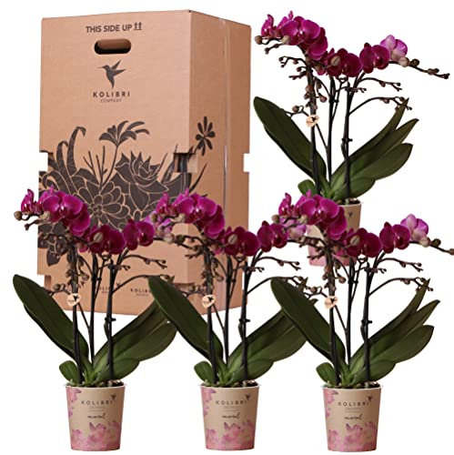 Kolibri Orchids - Überraschungsbox einfarbig - Pflanzen Vorteilsbox - Überraschungsbox mit 4 verschiedenen Orchideen - frisch vom Züchter