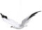 Happyyami 4 Stück Fliegende Möwe Seemöwen-Vogel-Wand Falscher Vogel Möwe Wanddekoration Wandbehang Möwen Künstlicher Möwenförmiger Anhänger Mediterranes Taube Tier Baby Flug
