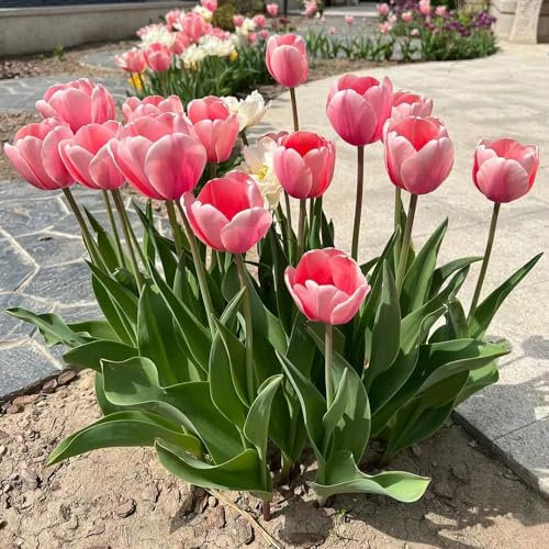 10 pcs tulpenzwiebeln bio - blumenzwiebeln mehrjährig winterhart tulpenzwiebel,tulpen zwiebeln winterhart mehrjährig, ausgefallene geschenke blumendeko blumenzwiebeln zwiebel frühblüher
