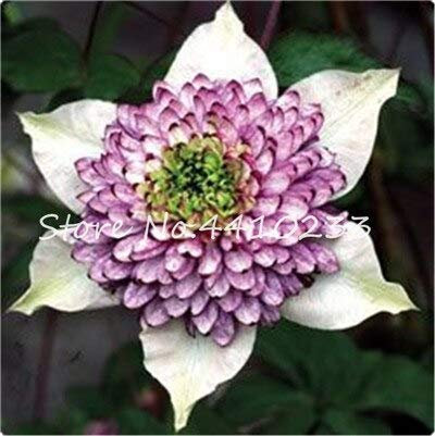 Kalash Nuovo 100 PC Graines de fleurs de clématite pour jardin blanc viola