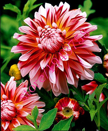 20 Stück Echte Dahlie Blumendahlie Samen (nicht Dahlienzwiebeln), Symbolisiert Mut und Glück, ausdauernde Bonsai Blumensamen Hausgarten 22