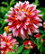 20 Stück Echte Dahlie Blumendahlie Samen (nicht Dahlienzwiebeln), Symbolisiert Mut und Glück, ausdauernde Bonsai Blumensamen Hausgarten 22