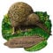 Kiwi Bird New Zealand 3D Fridge Magnet Tourist Souvenirs Sticker,Hand-Made Resin Home Decor New Zealand Refrigerator Magnet