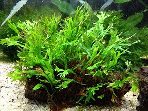AquaLeaf Aquatics - Felce di Giava Windelov su legno di driftwood, 15,2 cm