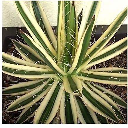 Stk - 10x Agave schidigera gestreift Blätter weiße Pflanzen - Samen B1891 - Seeds & Plants Shop by Ipsa