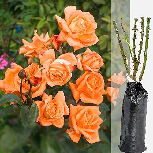 1 Fragrant Rosa Lovers Meeting Orange Climbing English Rose Bare Rooted Bush Plant for Brighten Garden Outdoor Landscape Shrub Border Walkway Hedge