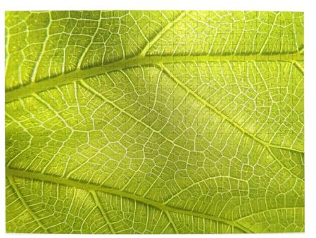 Baum Blatt Textur Venen Druck Jigsaw Puzzle 500 Teile Holzpuzzle Geschenke Für Erwachsene Familie Hochzeit Abschluss Geschenk Vertikale Version