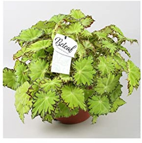 Pianta Begonia blad Beleaf Lima Love