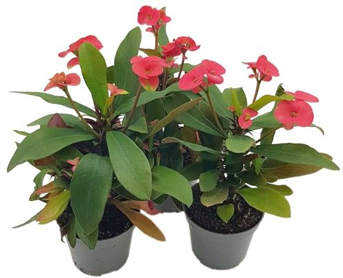 Fangblatt – Euphorbia milii red - 3er Set Christusdorn im 5 cm Topf – exotische Sukkulente – pflegeleichte Zimmerpflanze