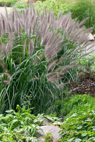 Pennisetum alopecuroides 'Moudry' - Lampenputzergras, dunkelbraune Blütenähren, ideal für Rabatten, winterhart, pflegeleicht
