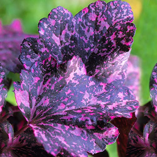 Heuchera 'Midnight Rose' ist eine mehrjährige, krautige Staude für den Außenbereich im Garten.
