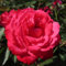 Four Legged Friend - 5.5lt Potted Floribunda Garden Bush Rose - Bright Coral Pink - Exclusive - Pet Memorial